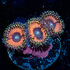 Fruit Ninja Zoanthid - riptide aquaculture llc
