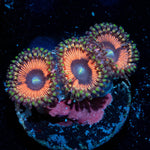 Fruit Ninja Zoanthid - riptide aquaculture llc