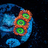 Flaming Fruit Loops Zoanthid 