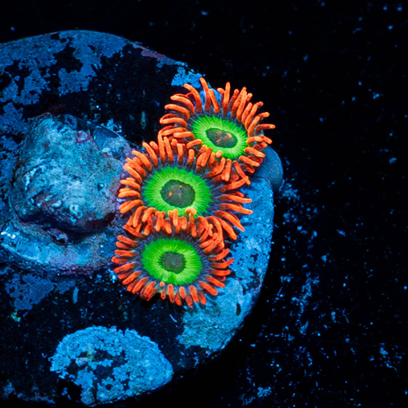 Flaming Fruit Loops Zoanthid
