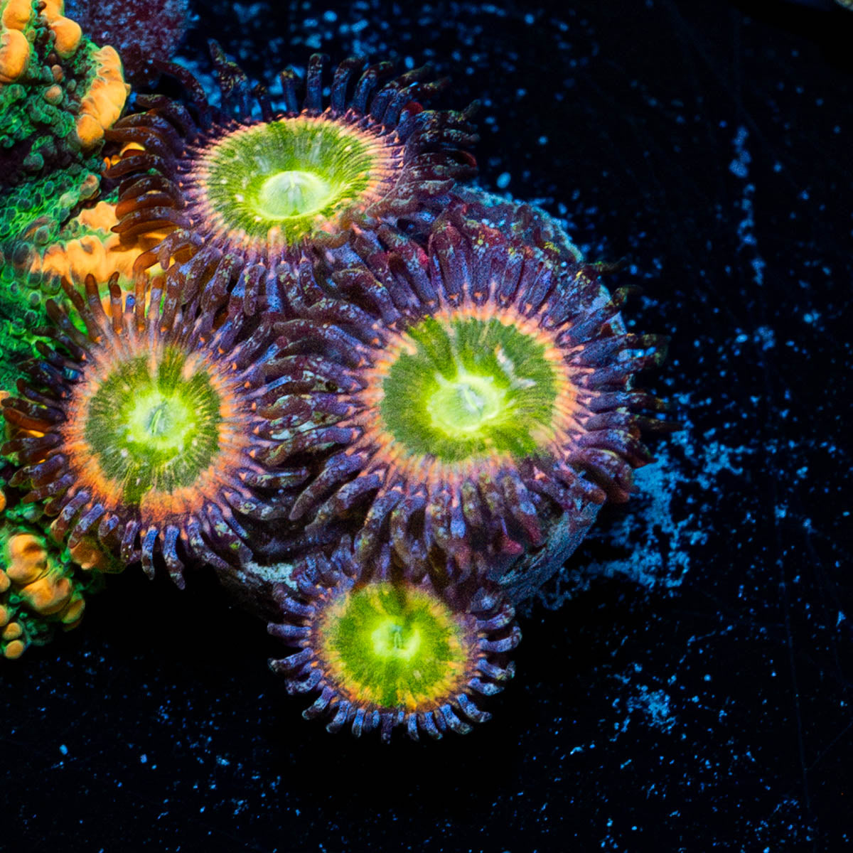 Funny D's Zoanthid 