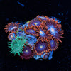 Stitches Zoanthid - riptide aquaculture llc