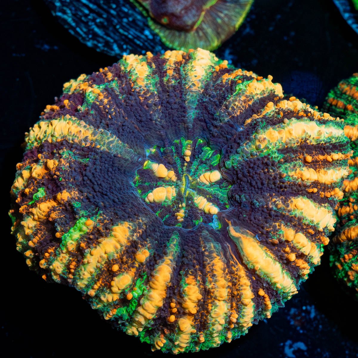 Ultra Button Scoly - riptide aquaculture llc