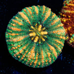 Ultra Button Scoly - riptide aquaculture llc