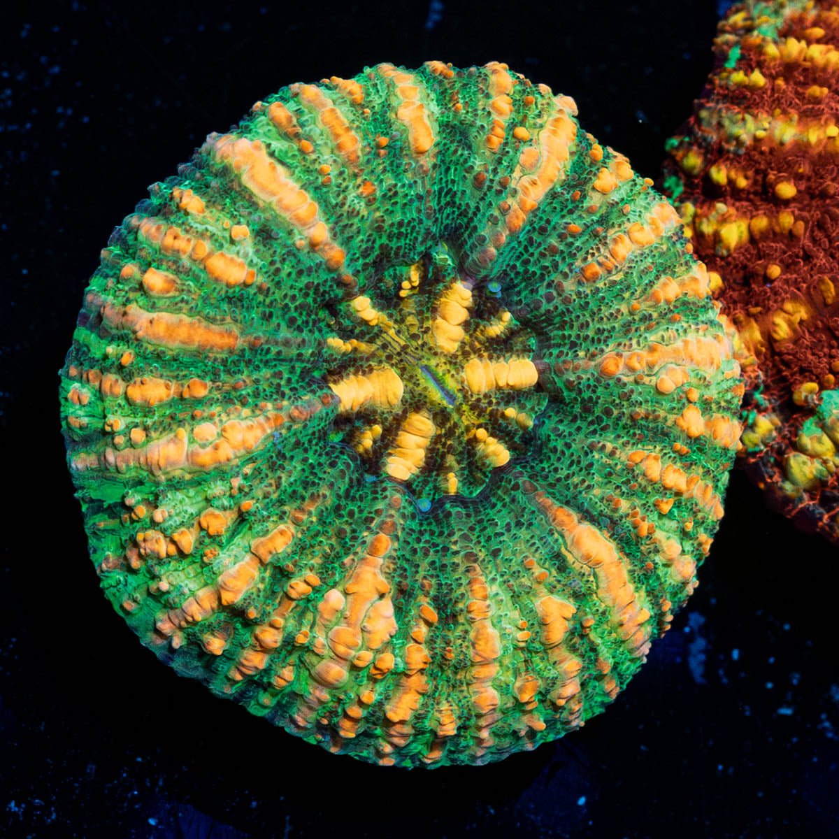 Ultra Button Scoly - riptide aquaculture llc