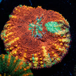 Ultra Button Scoly - riptide aquaculture llc