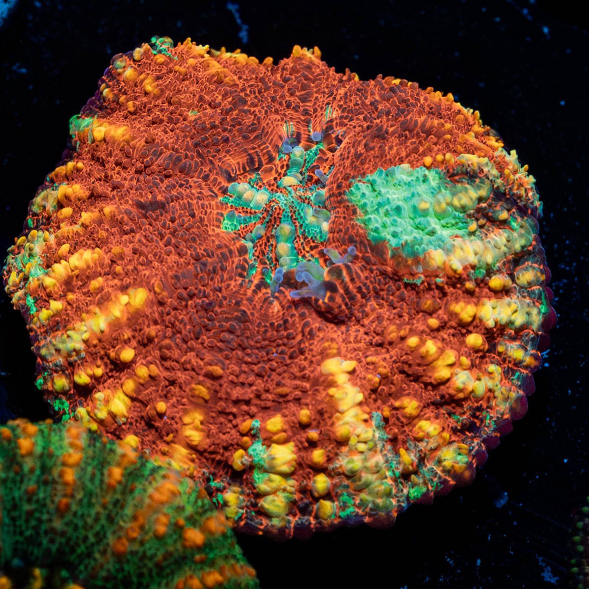 Ultra Button Scoly - riptide aquaculture llc