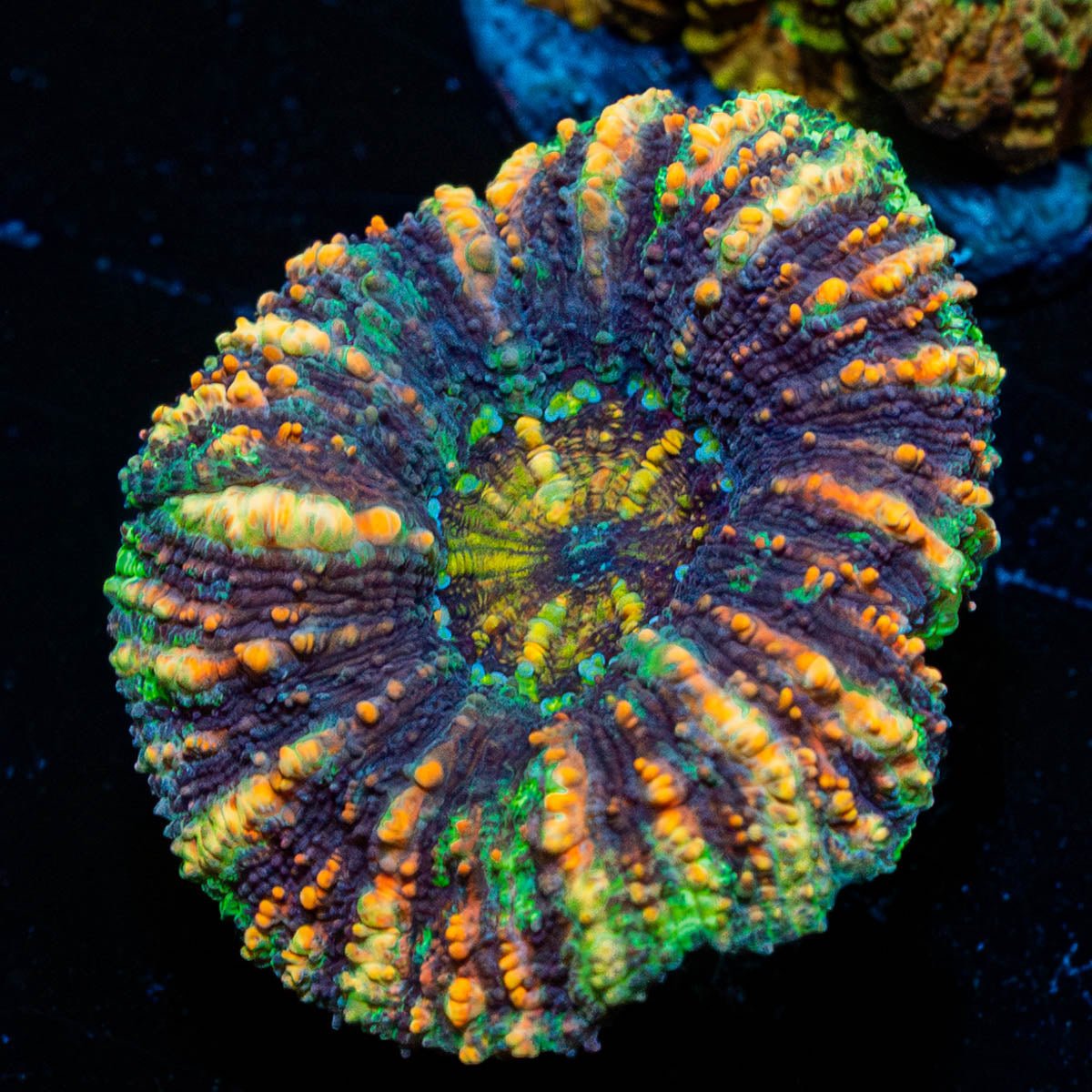 Ultra Button Scoly - riptide aquaculture llc