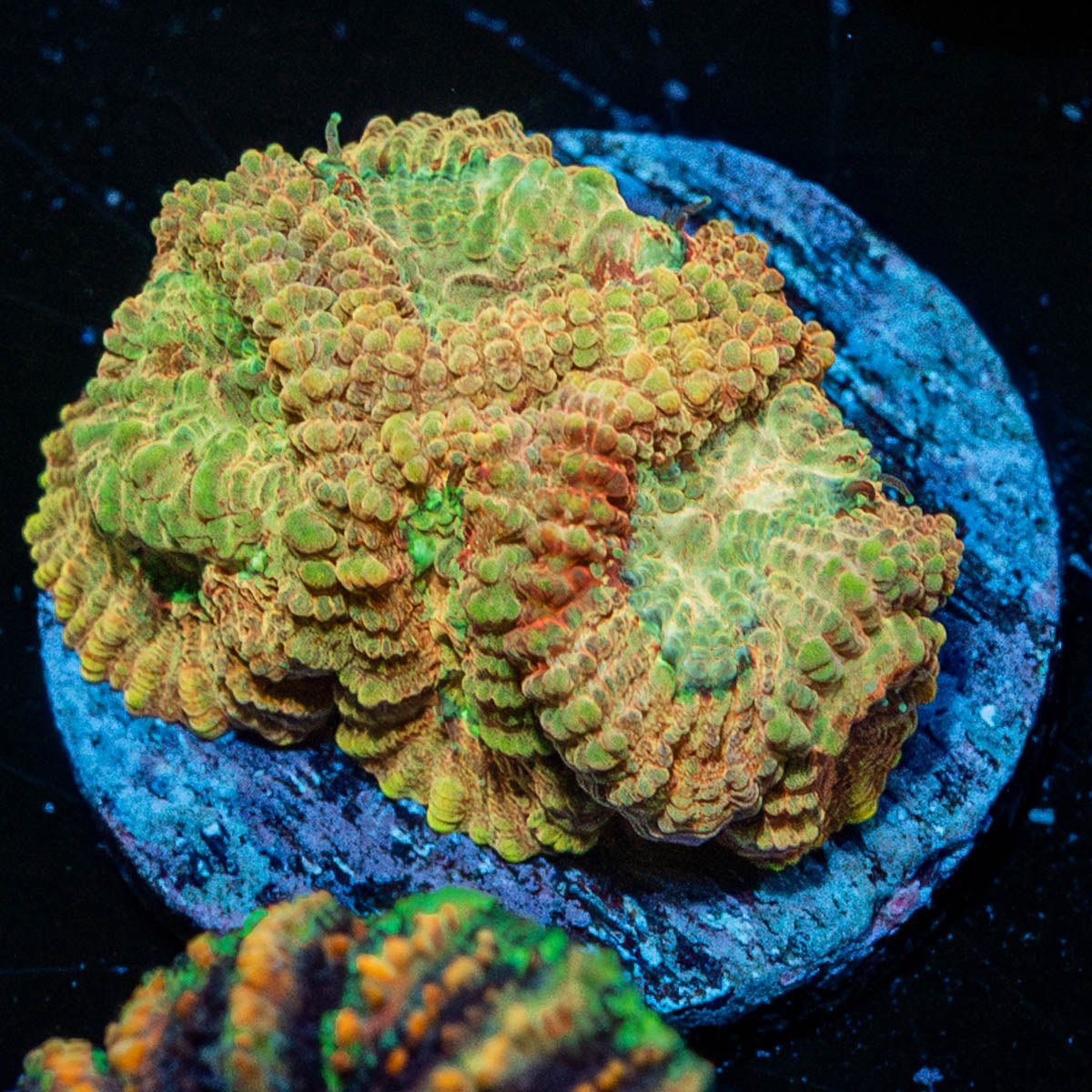 Starscream Favia - riptide aquaculture llc