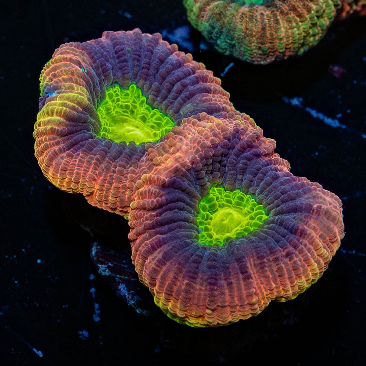 Dragon Soul Favia - riptide aquaculture llc