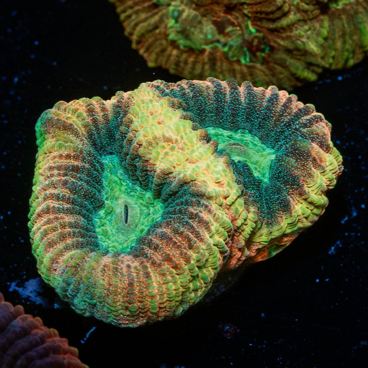 Dragon Slayer Favia - riptide aquaculture llc