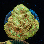 Starscream Favia - riptide aquaculture llc