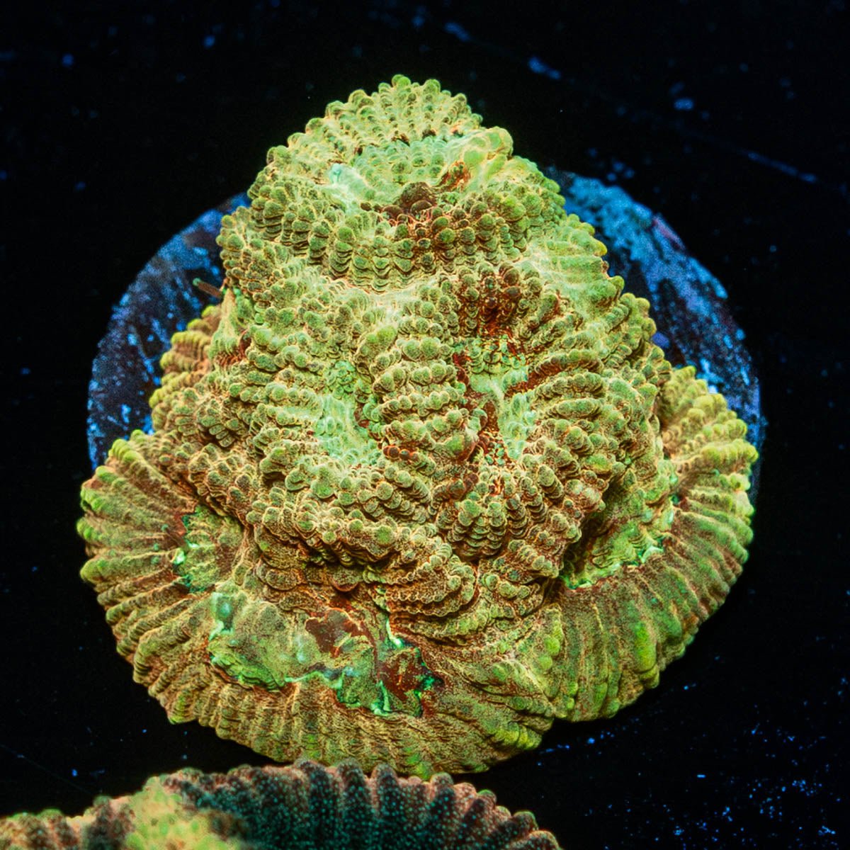 Starscream Favia - riptide aquaculture llc