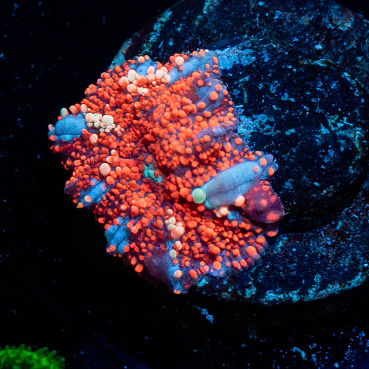 Cheesecake Mushroom - riptide aquaculture llc