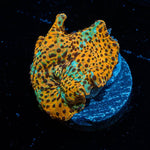 Leopard Print Mushroom - riptide aquaculture llc
