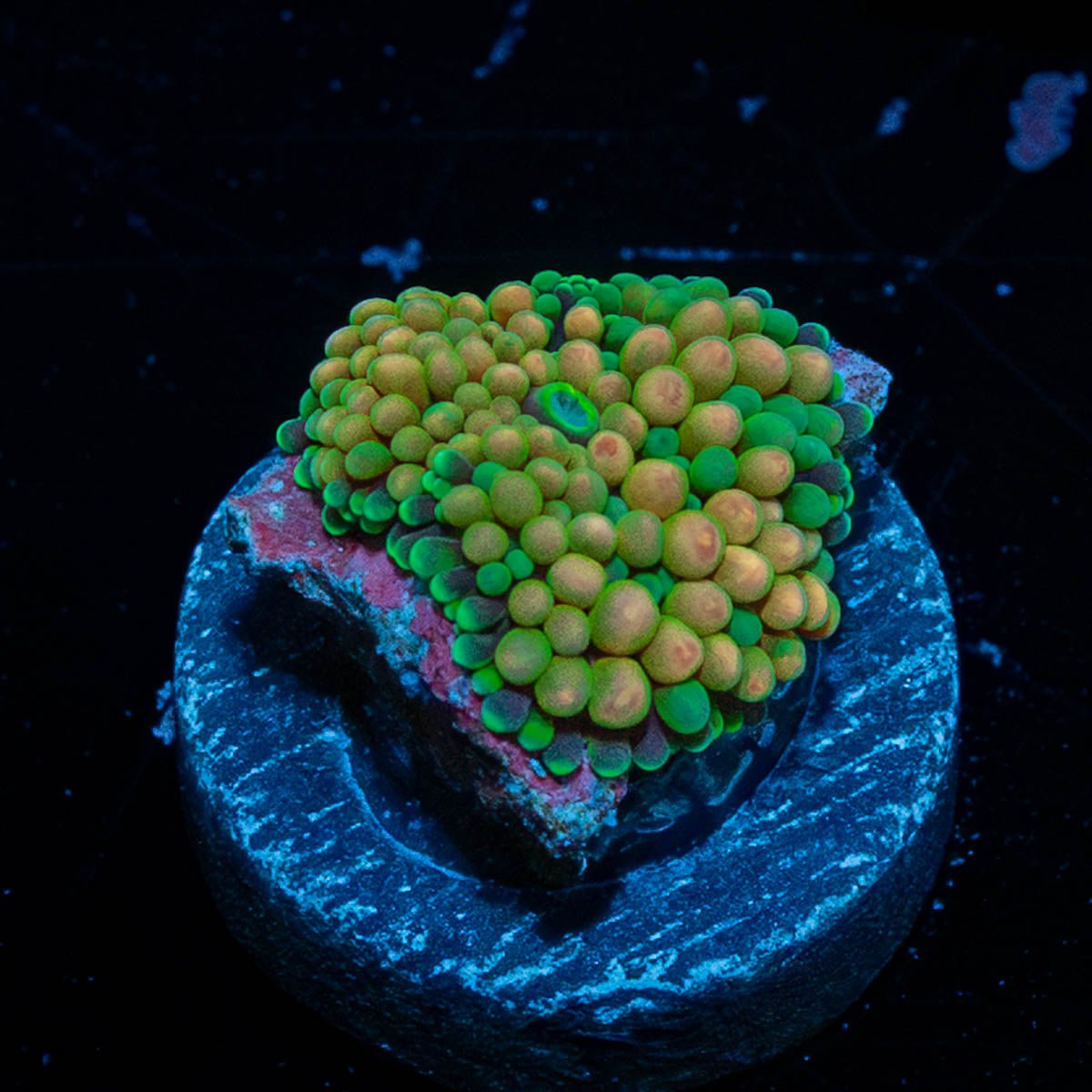 Ricordea - riptide aquaculture llc