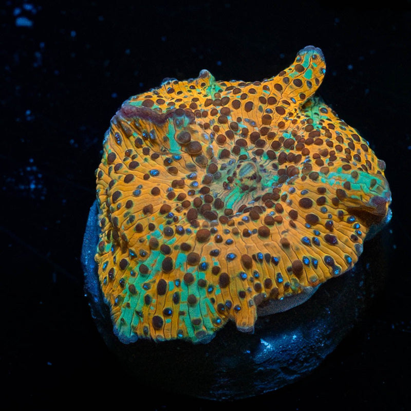 Leopard Print Mushroom