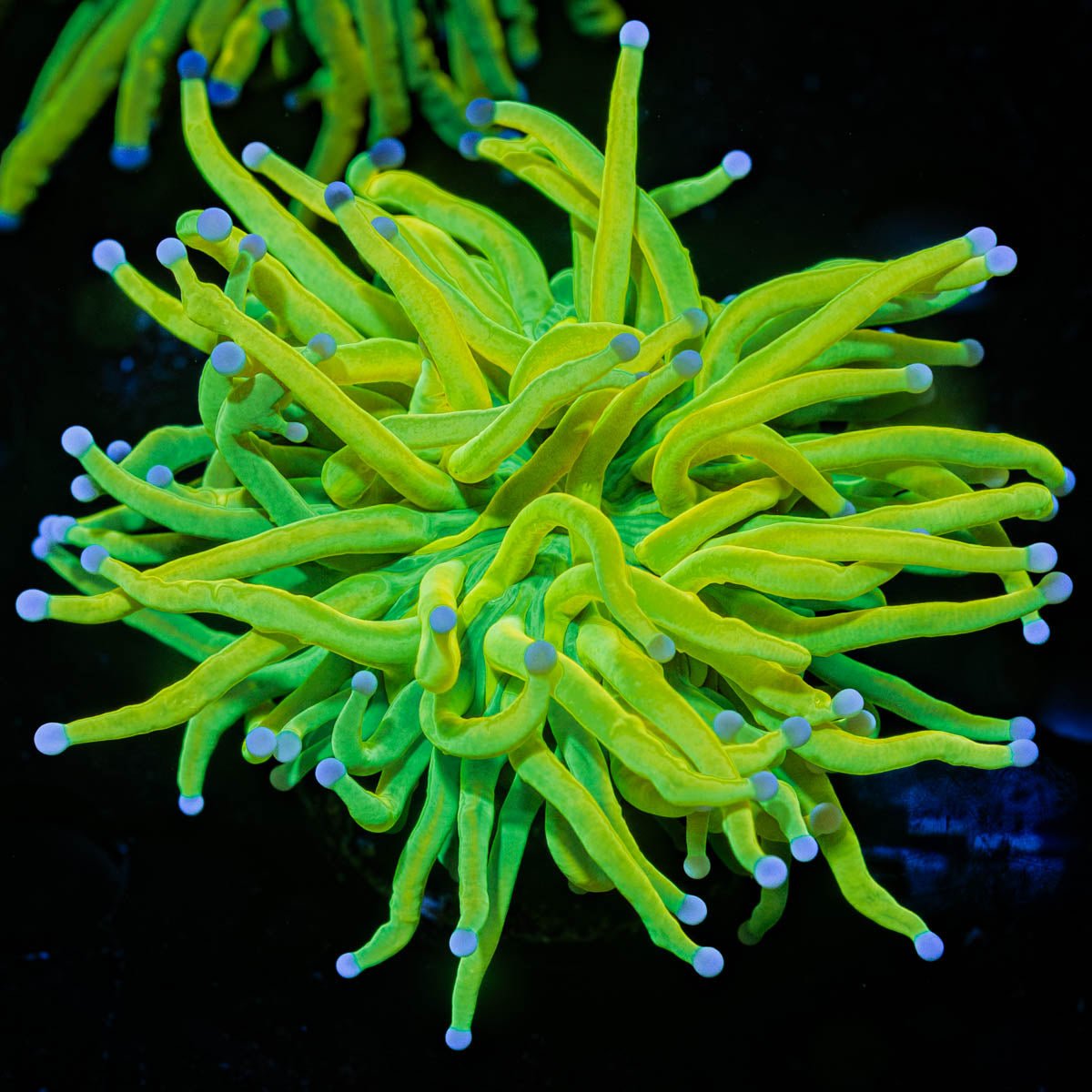 Holy Grail Torch - riptide aquaculture llc