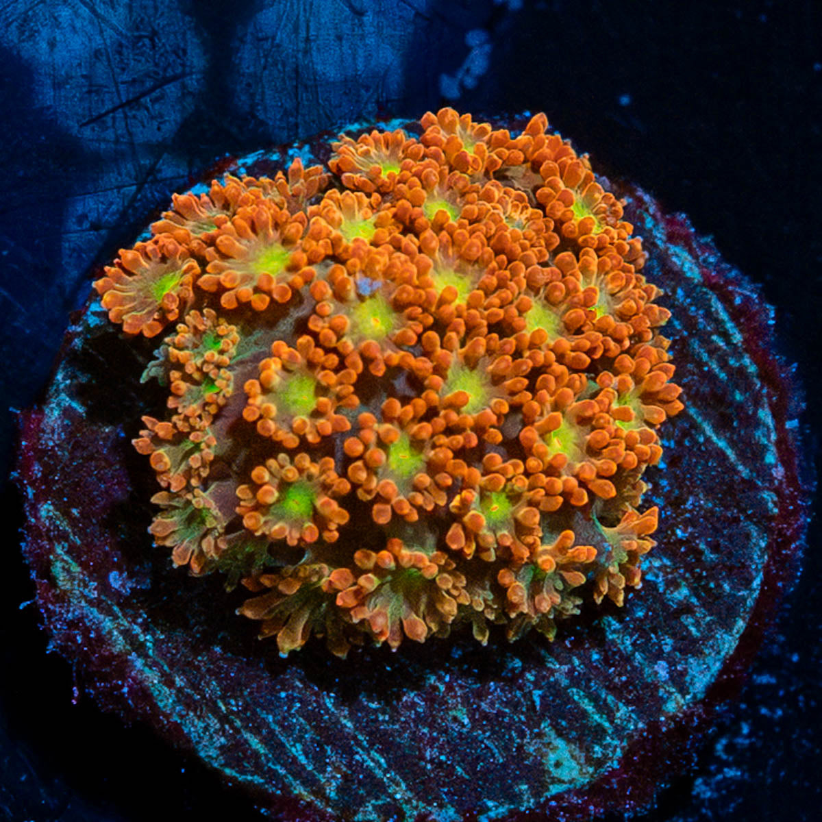 Pumpkin Head Barnardapora 