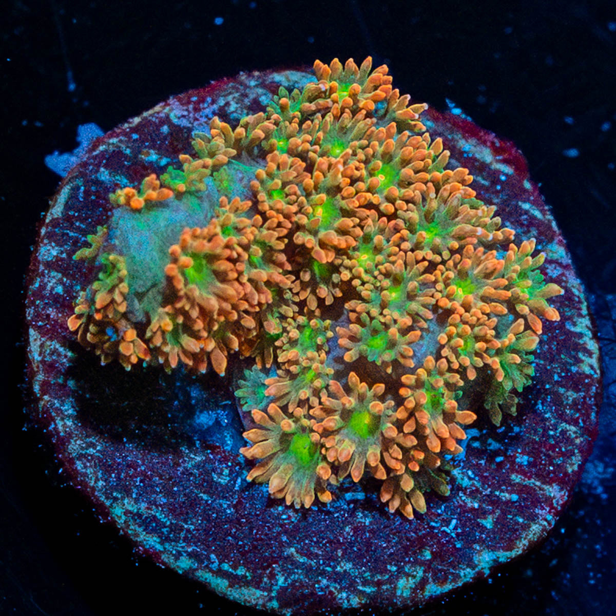 Pumpkin Head Barnardapora 