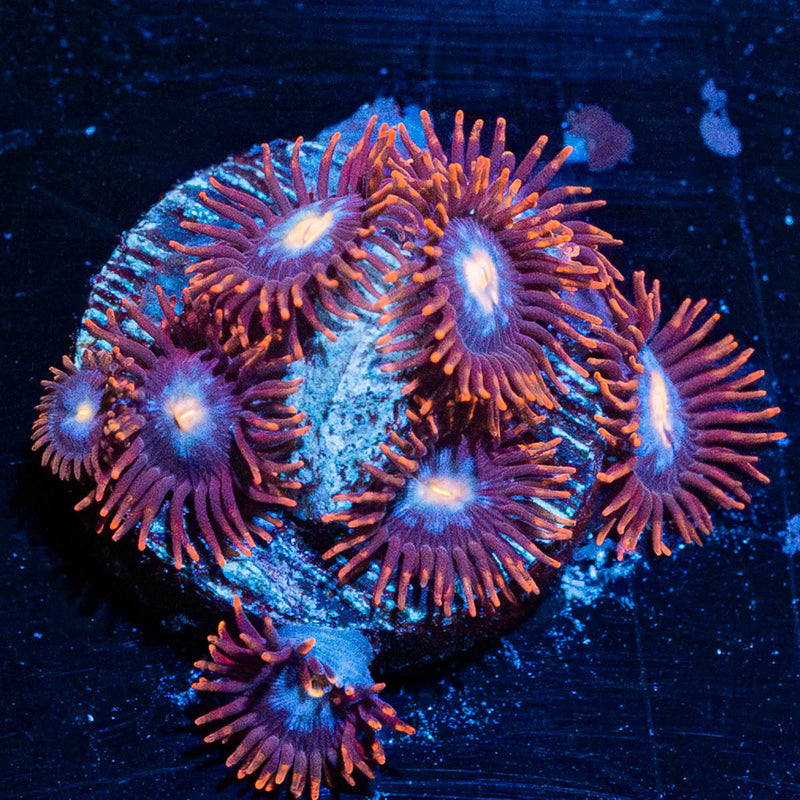Stitches Zoanthid