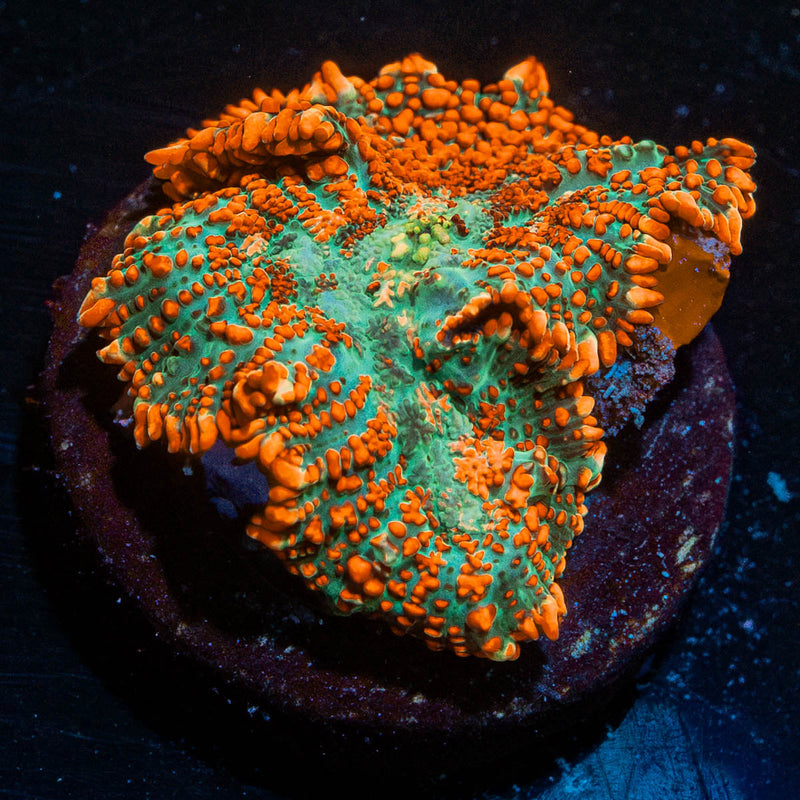 Raunchy rhaidactus Mushroom