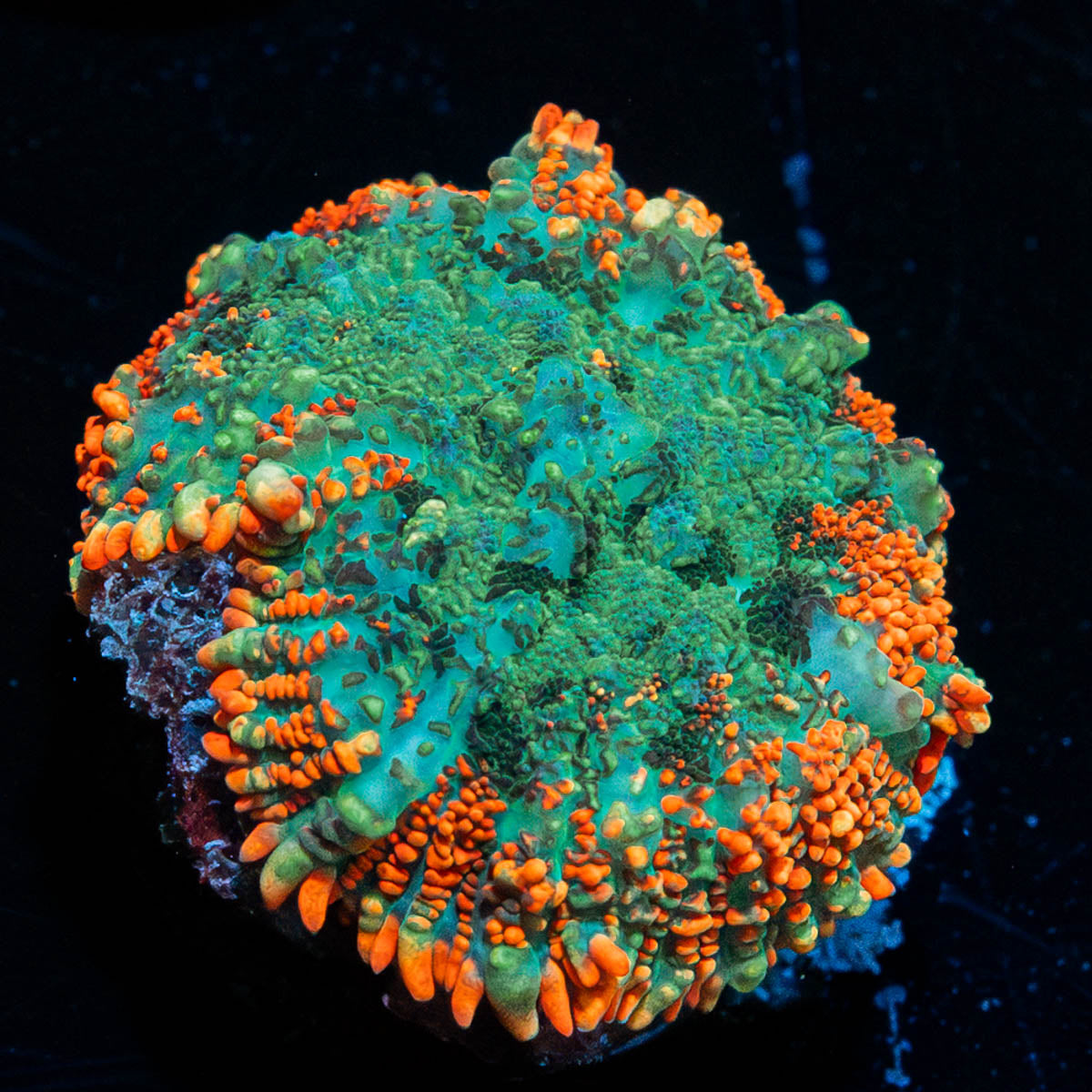 Mosaic Rhodactis Mushroom 