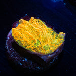 Cloudy Berry Chalice 