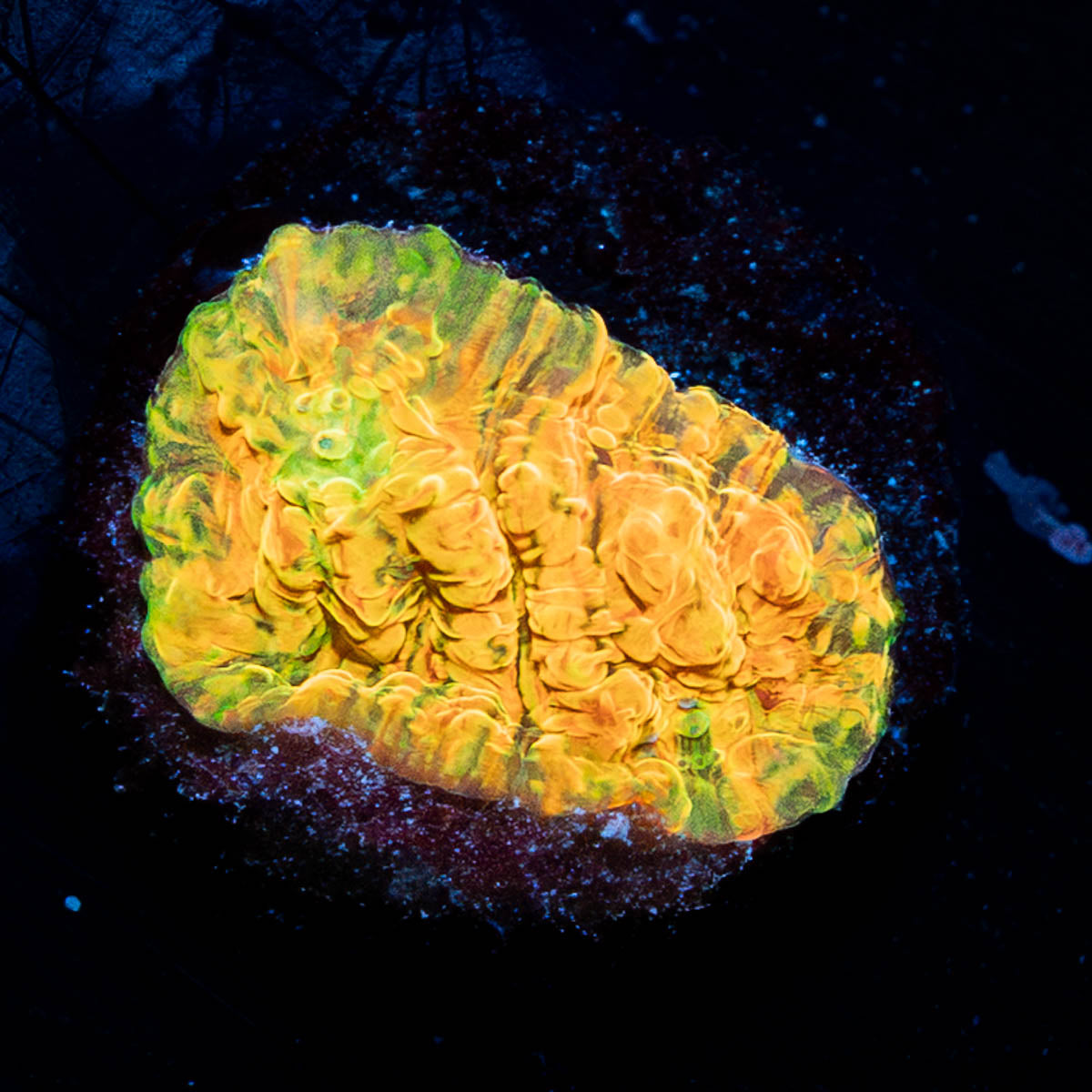 Cloudy Berry Chalice 