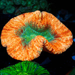 Ultra Rainbow Trachyphyllia