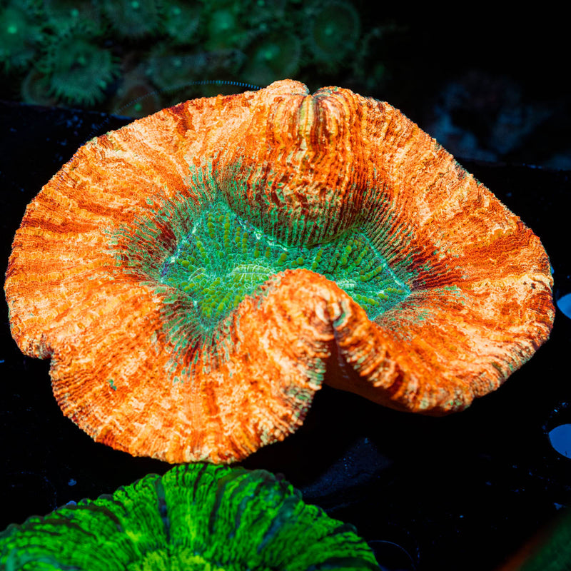 Ultra Rainbow Trachyphyllia