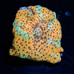 Leopard Print Mushroom 