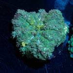 Carpet Bomb Mushroom 