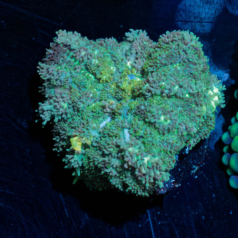 Carpet Bomb Mushroom