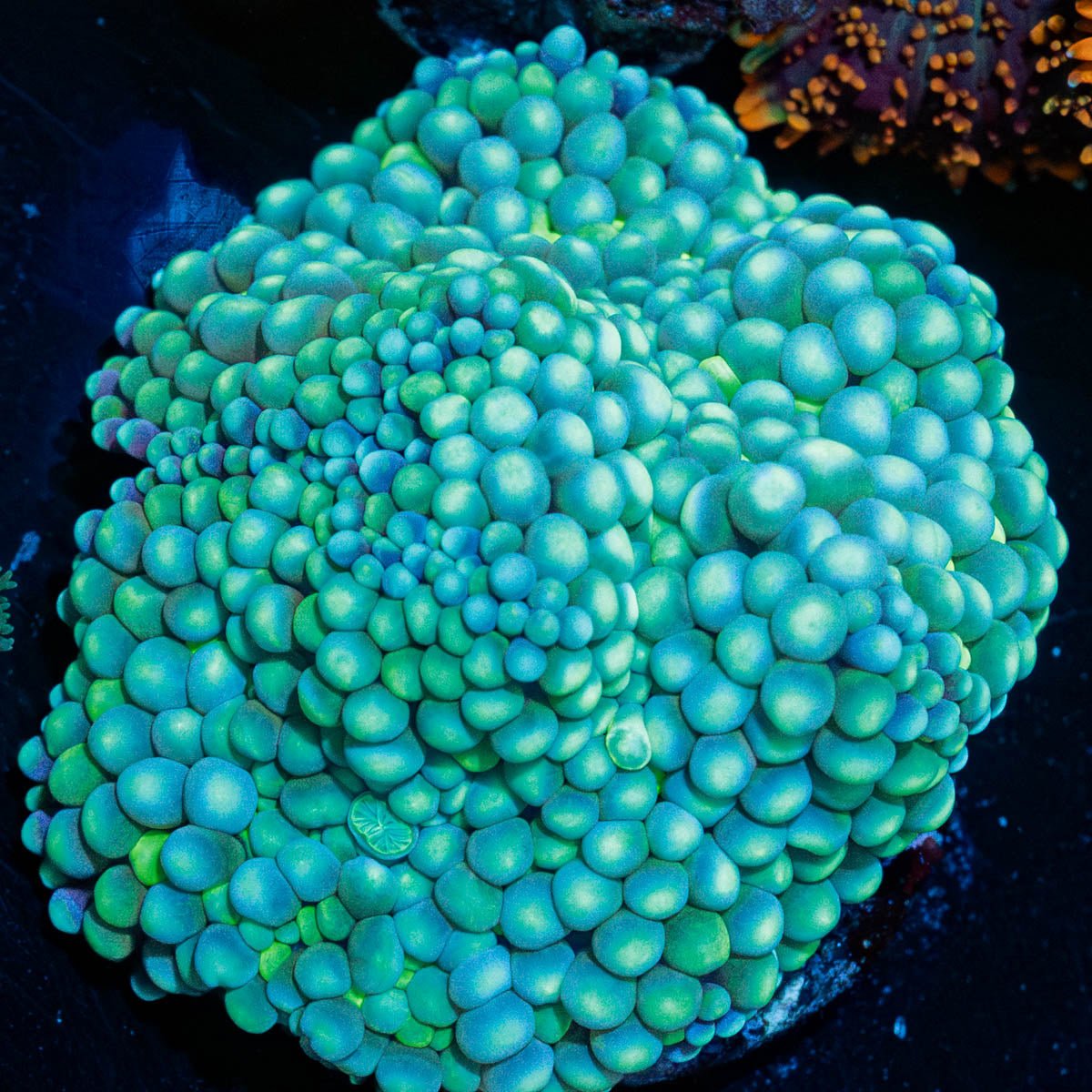 11-21-G16-S1-04_3eb11bfa-396e-