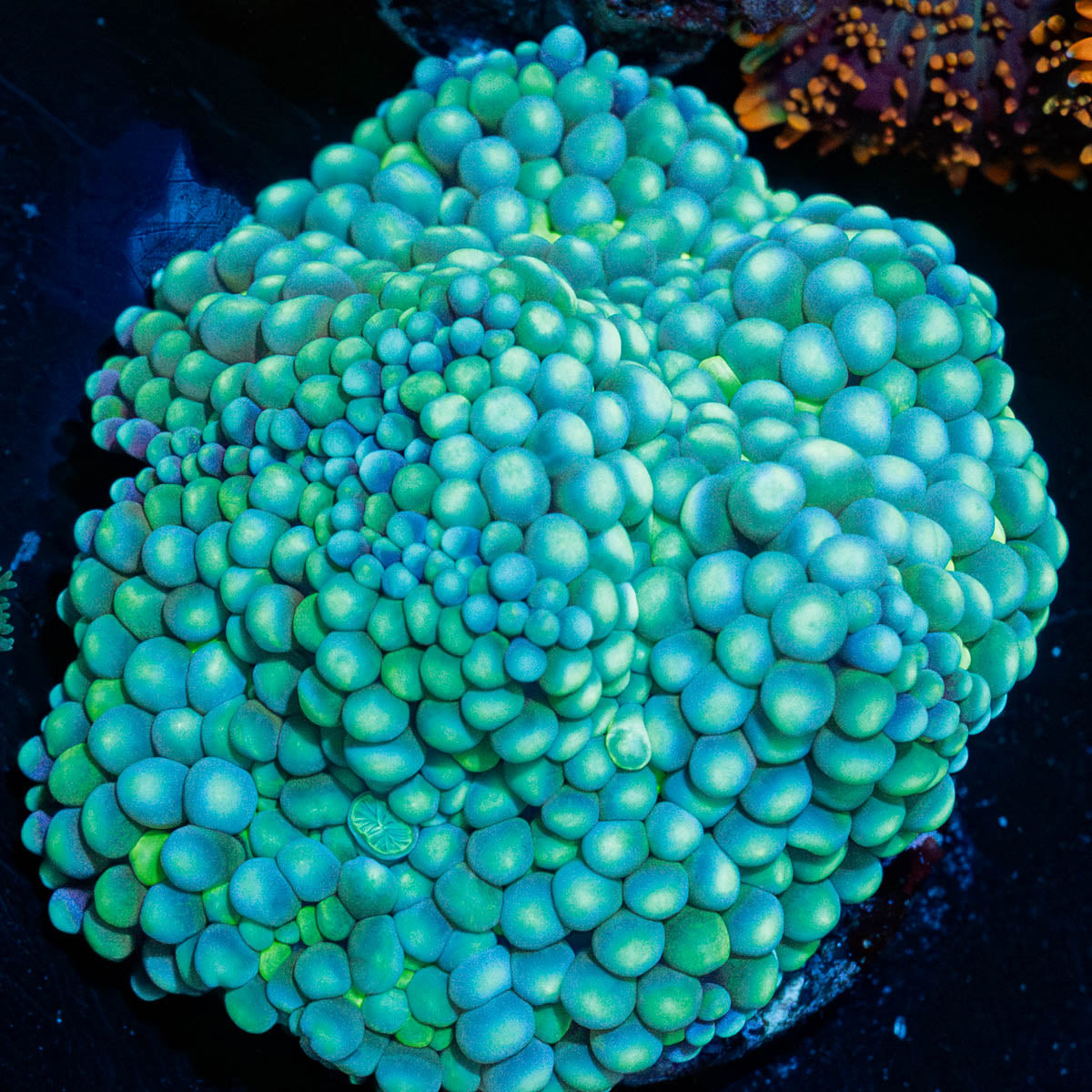 Blue/Green Ricordea Mushroom 