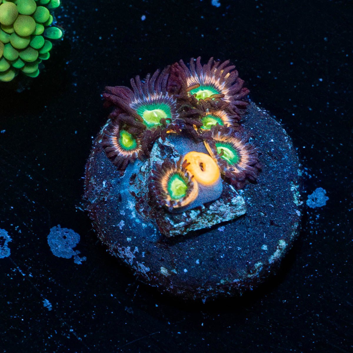 Laser Beams Zoanthid - riptide aquaculture llc