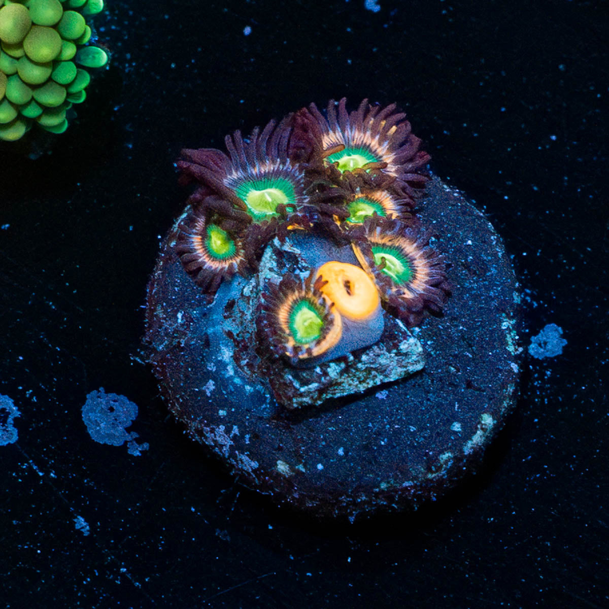 Laser Beams Zoanthid 