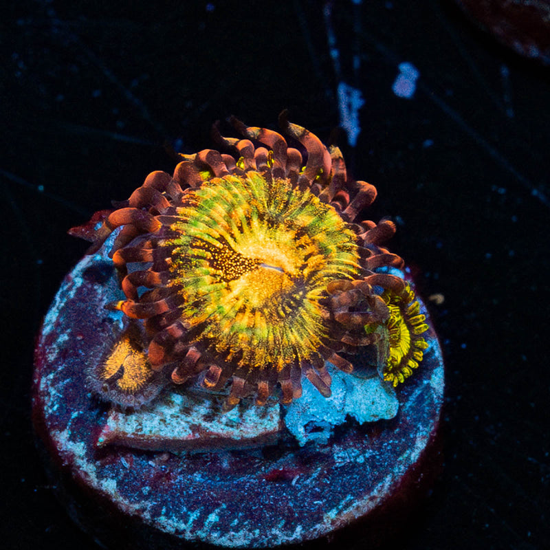 Mohawks Zoanthid
