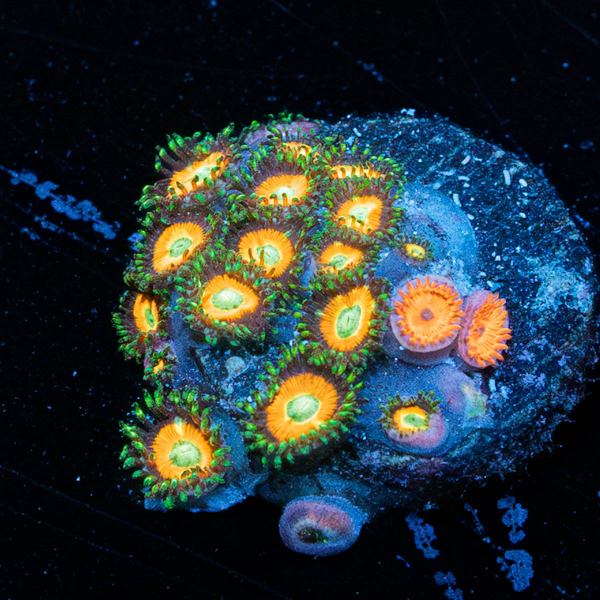 Tikies Zoanthid 