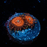 Aztec Warrior Zoanthid 