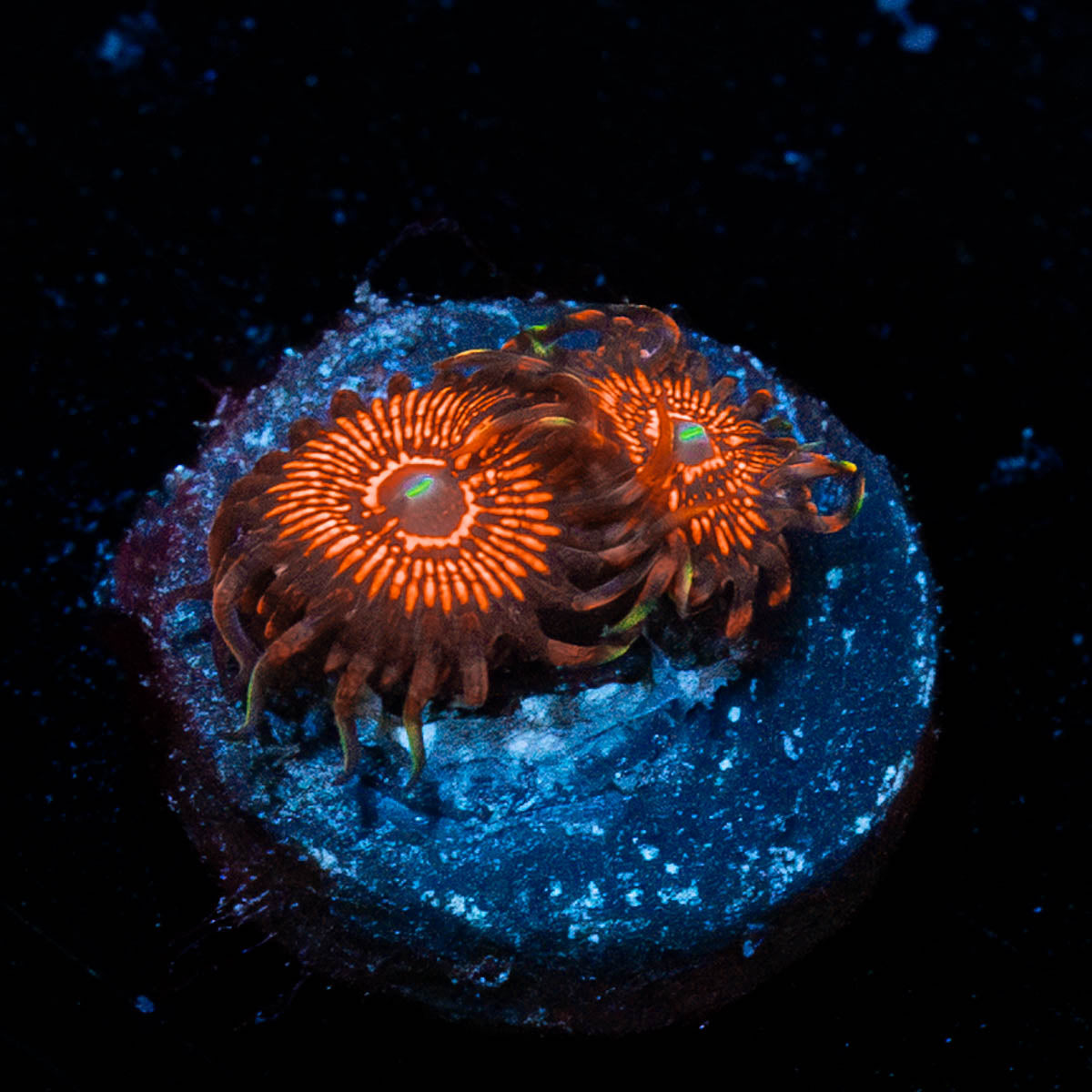 Aztec Warrior Zoanthid 