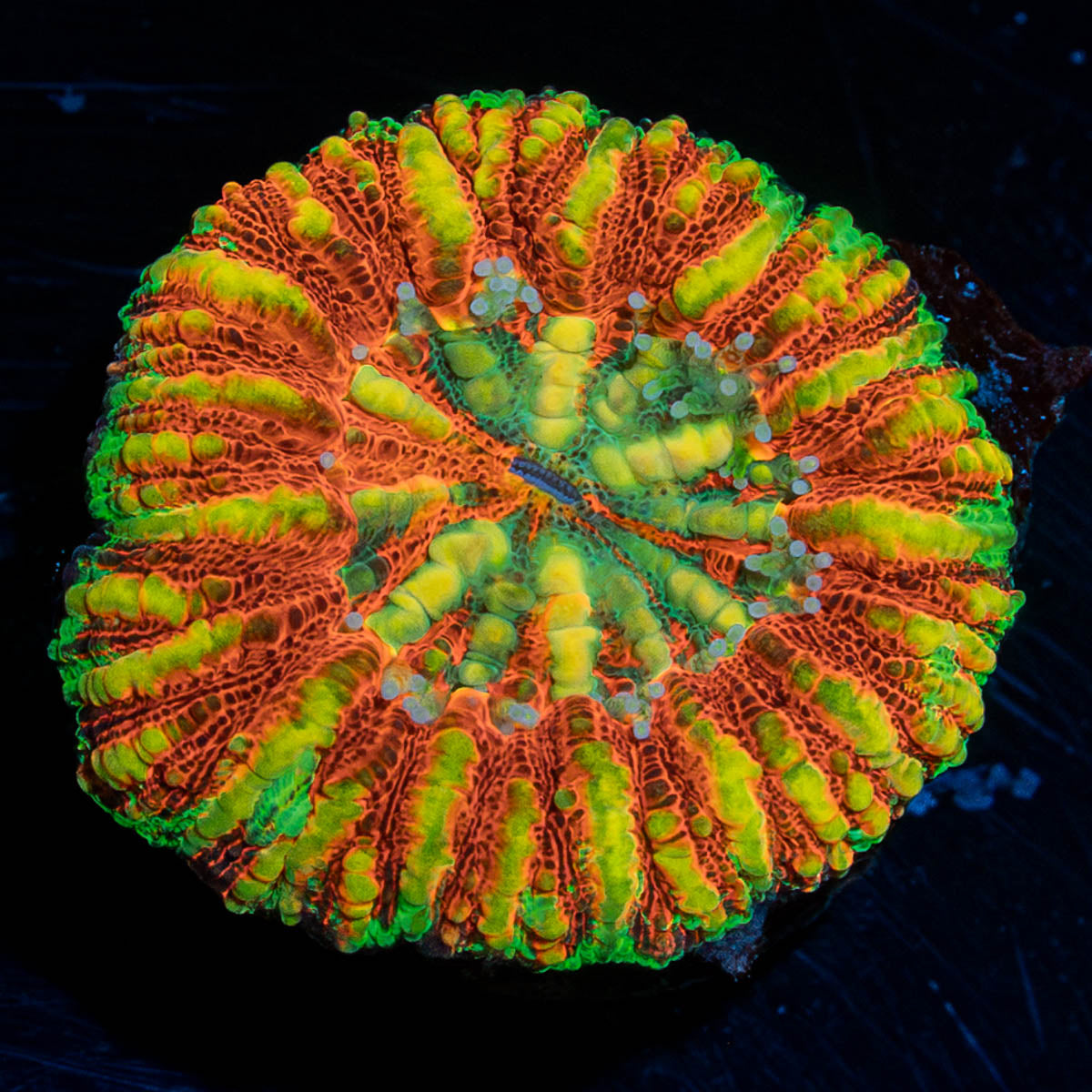 Ultra Red Button Scoly 