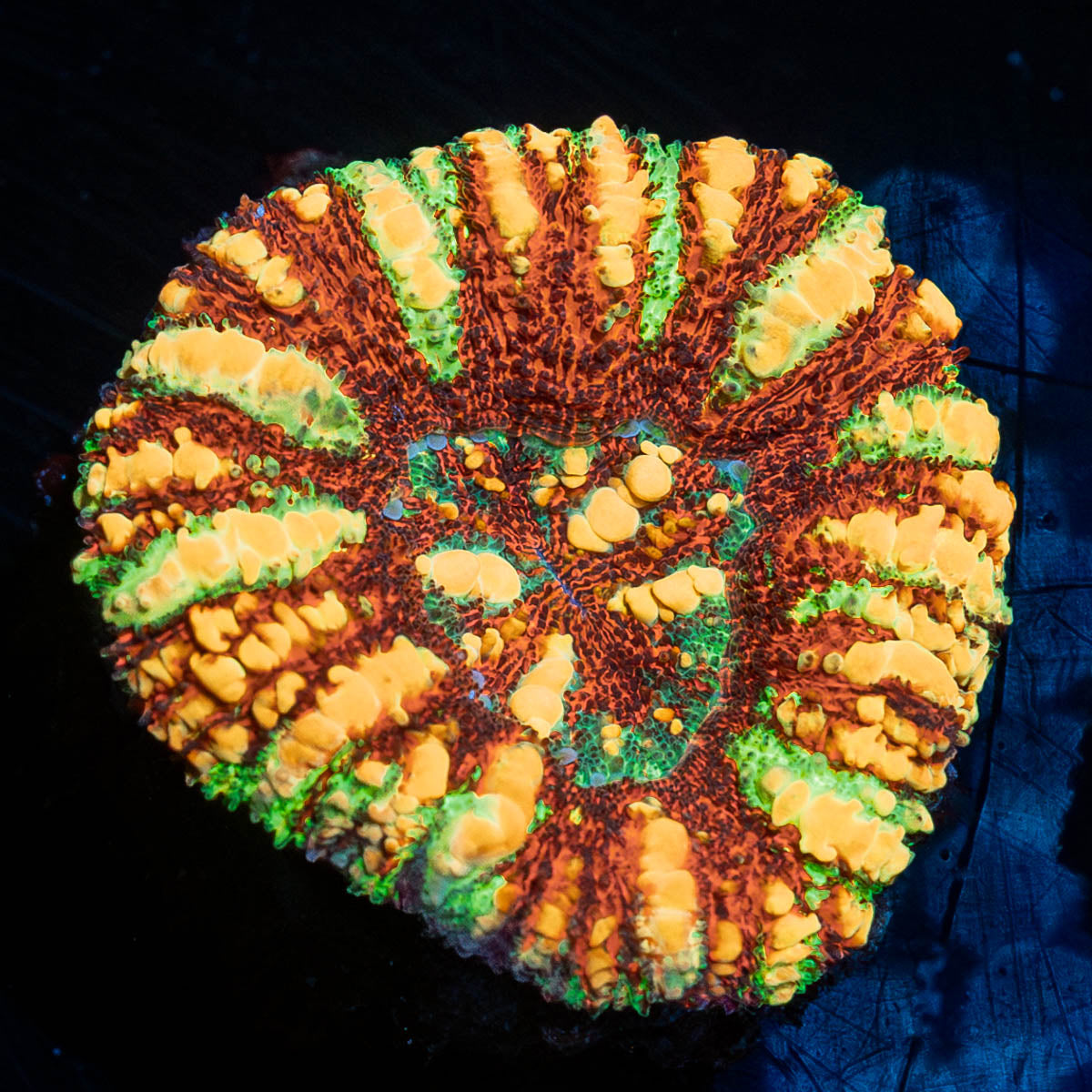 Ultra Red Button Scoly 