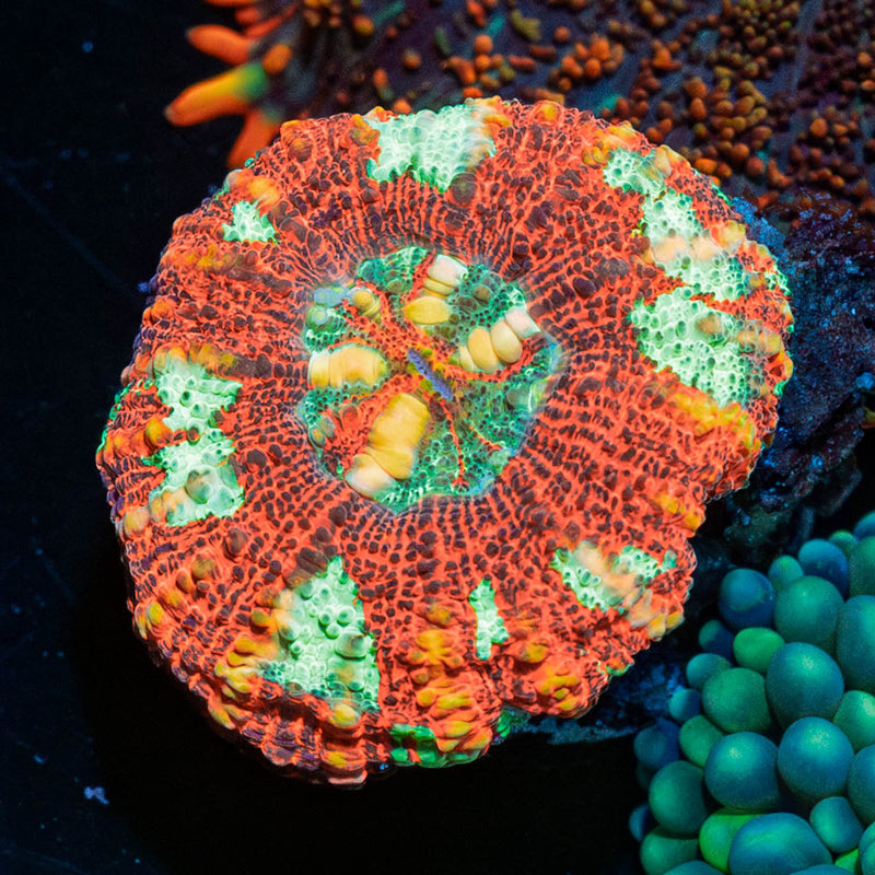 Ultra Red Button Scoly