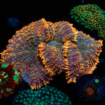 Big Rhodactis Mushroom 