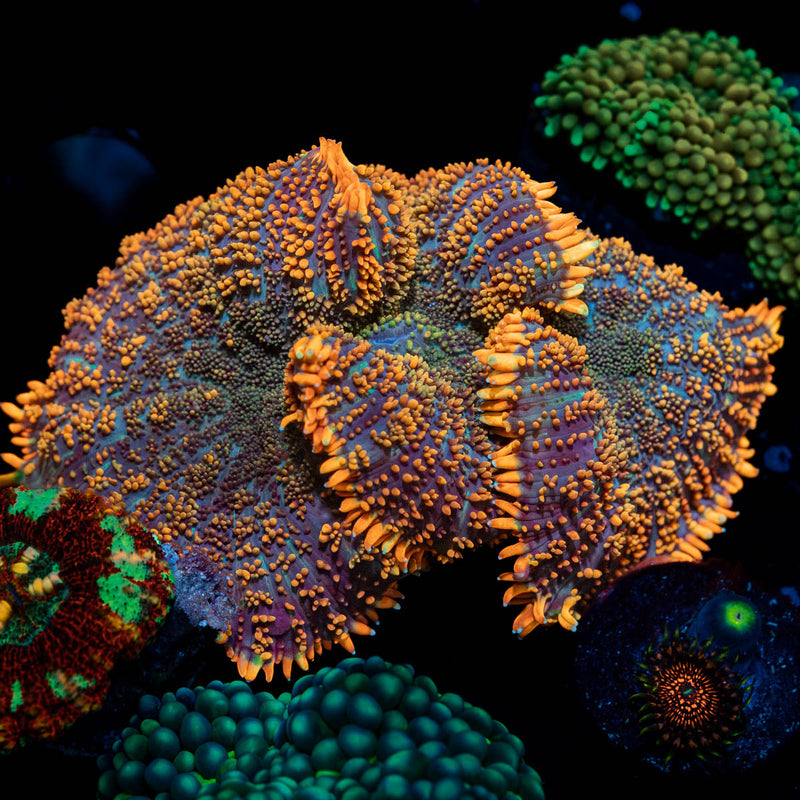 Big Rhodactis Mushroom