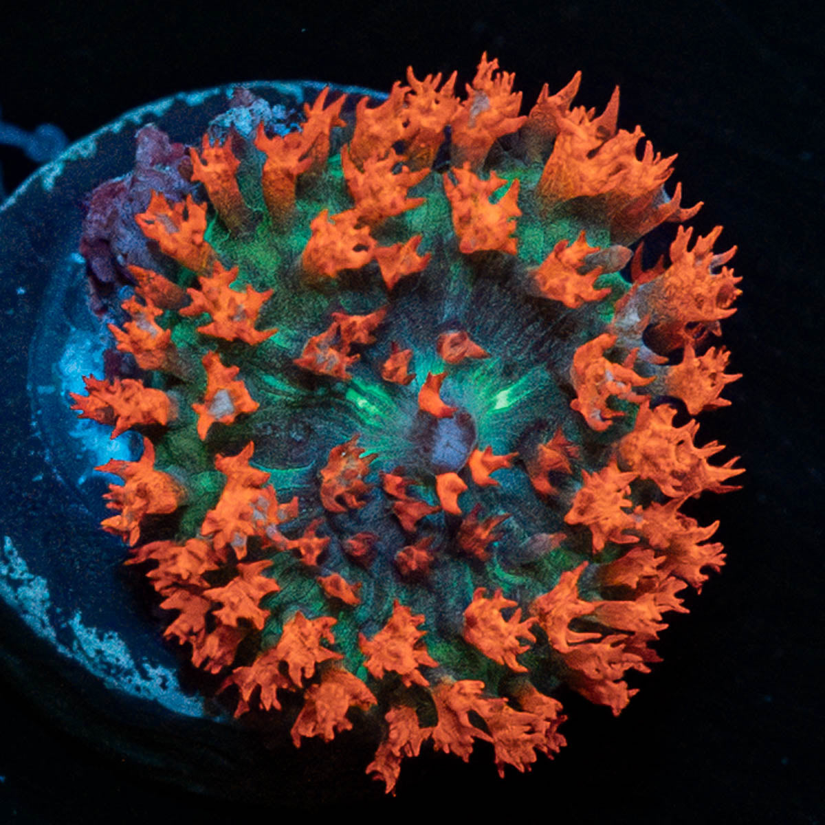 Baby Saint Thomas Mushroom 