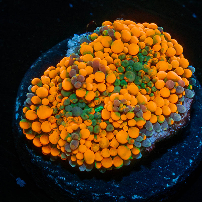 Bright Orange Ricordea Mushroom