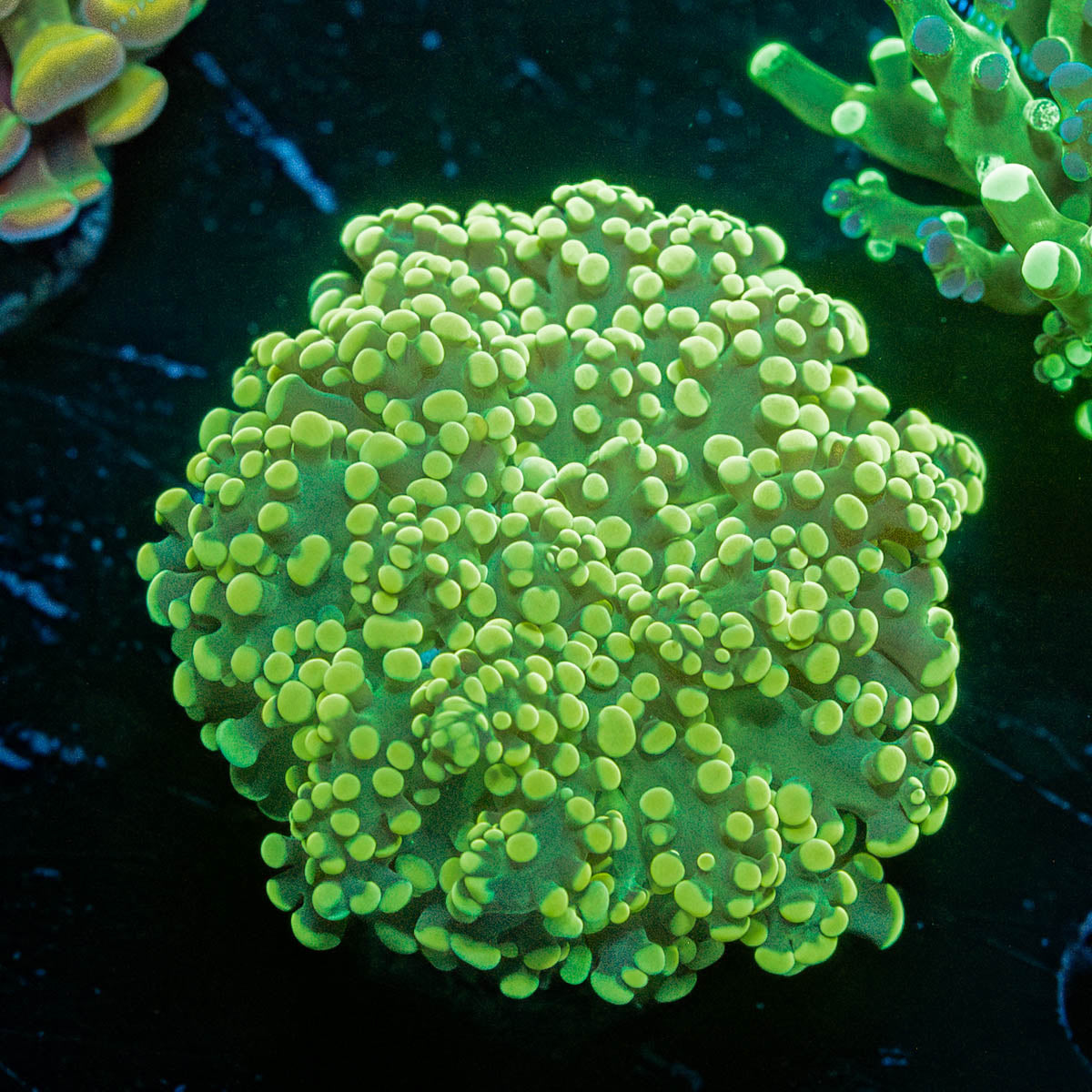 Neon Green Octospawn 